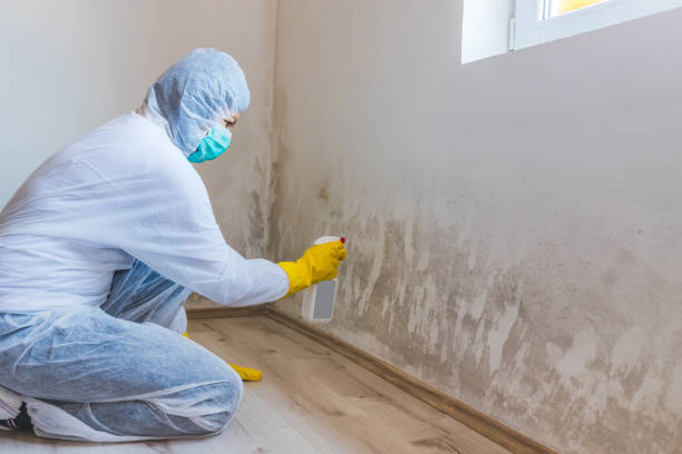 Licensed Black Mold Removal service in Abingdon, MD - WQB Mold Removal