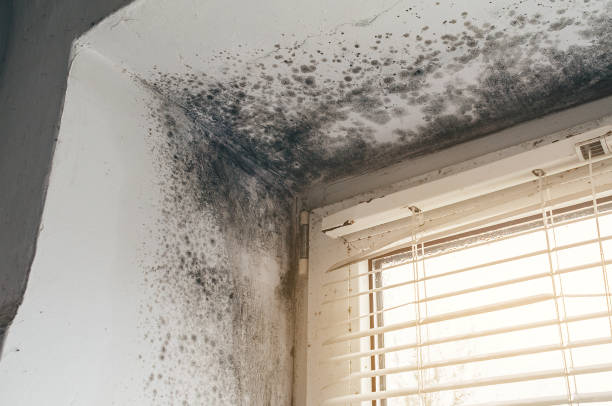 Affordable Black Mold Removal solutions in Abingdon, MD